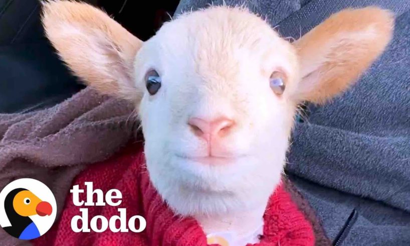 Lamb Is Obsessed With His Mom’s Coworker | The Dodo Little But Fierce