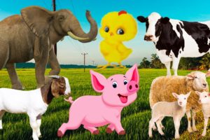 Learn the food of familiar animals: cat, horse, chicken, elephant, dog, goat