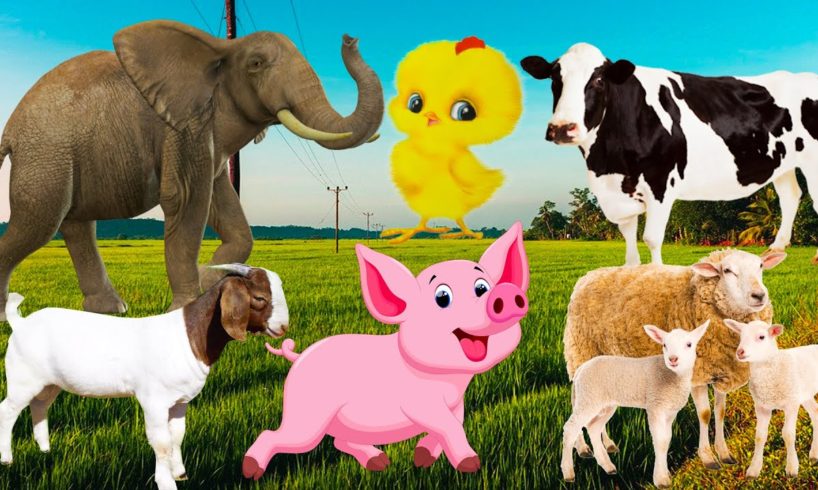 Learn the food of familiar animals: cat, horse, chicken, elephant, dog, goat