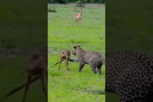 Leopard Playing with baby Impala. #shorts #leopard