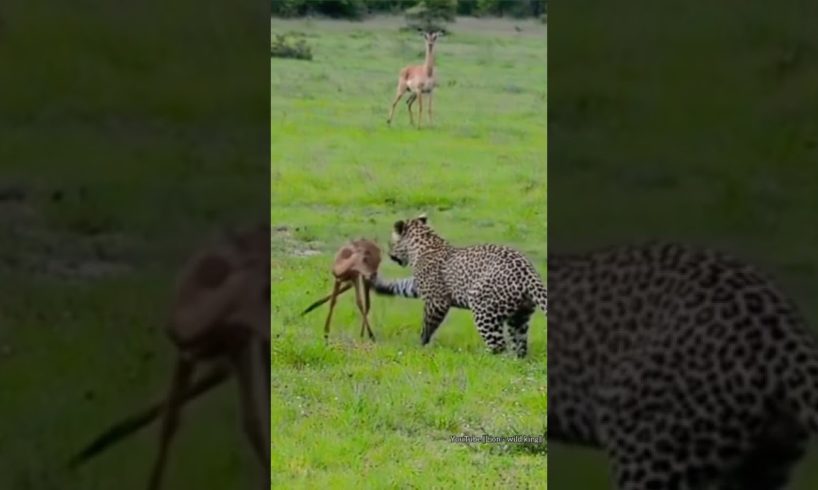 Leopard Playing with baby Impala. #shorts #leopard