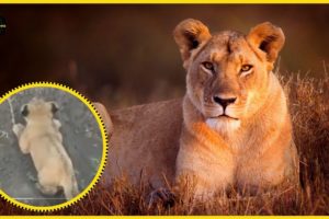 Lion | Mother Lion trying to save Her Cub | Animal Rescues #ST. SOME