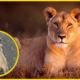 Lion | Mother Lion trying to save Her Cub | Animal Rescues #ST. SOME