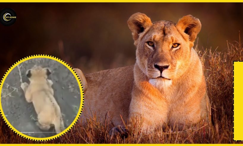 Lion | Mother Lion trying to save Her Cub | Animal Rescues #ST. SOME