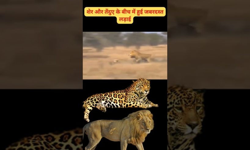 Lion vs leopard - Most Amazing Moments of Wild Animals Fights #LionvsLeopardFight #VijayKumar #Short