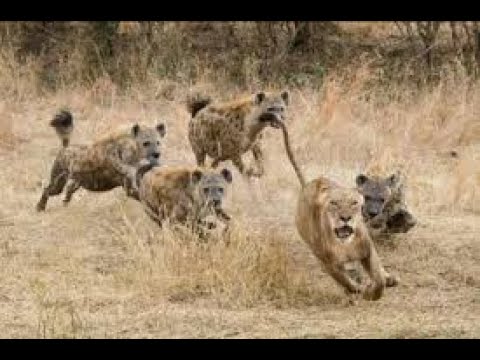 Lions Fights With A Lots Of Hyenas #shorts