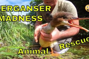 Merganser Madness : Animal Rescue From Fishing Line Entanglement