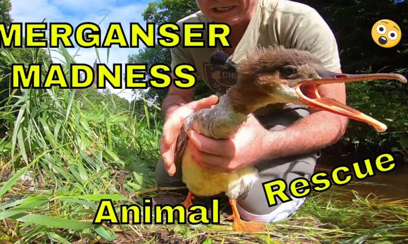 Merganser Madness : Animal Rescue From Fishing Line Entanglement