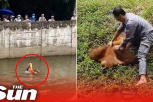 Moment drowning orangutan rescued by hero zookeeper #Shorts 🦧
