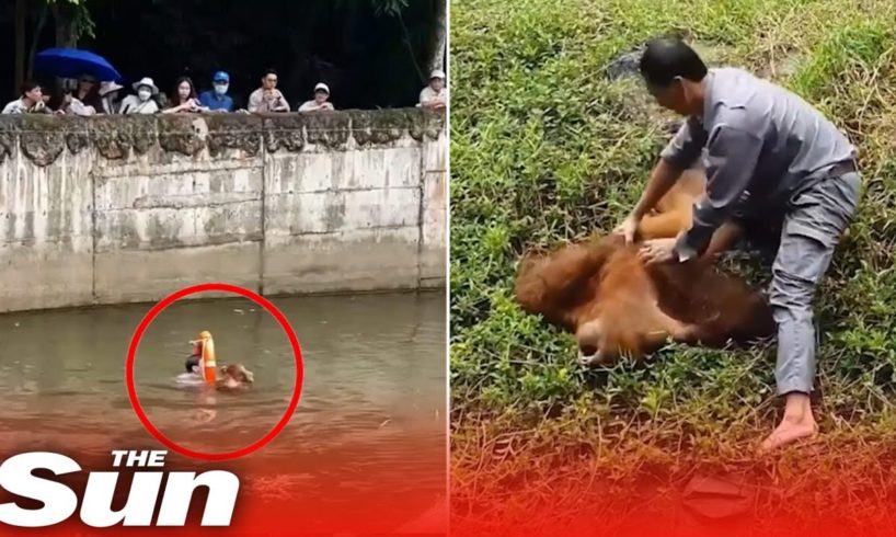 Moment drowning orangutan rescued by hero zookeeper #Shorts 🦧
