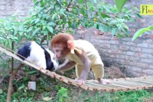 Monkey 🐒🐇 is playing and enjoying in the pull【 HT Animals