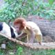 Monkey 🐒🐇 is playing and enjoying in the pull【 HT Animals