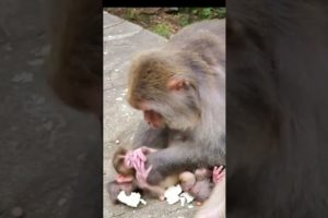 Monkey playing with her baby/Mother monkey caring of her cute baby#animals #monkey #youtubeshorts