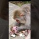 Monkey playing with her baby/Mother monkey caring of her cute baby#animals #monkey #youtubeshorts