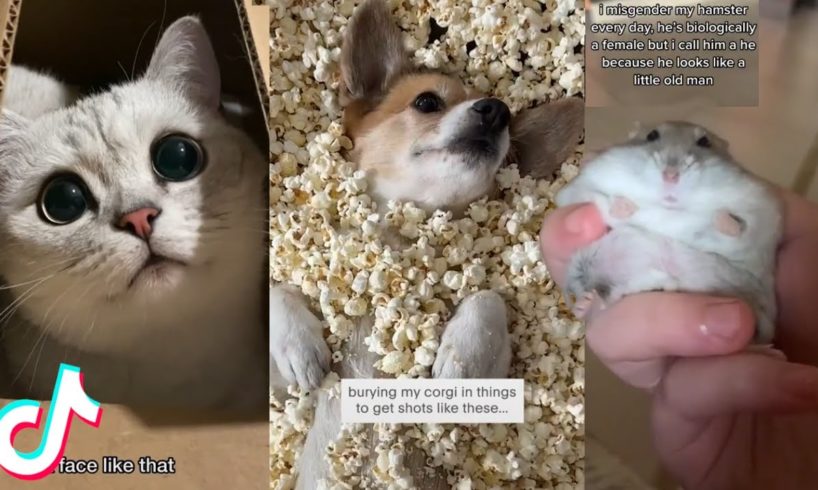 More of the Cutest Pets on Tiktok 😍