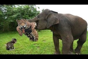 Most Amazing Wild Animal Attacks | Craziest Animal Fights #wildlife #amazingwildlife