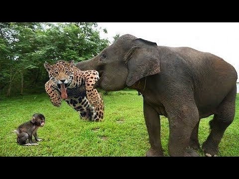 Most Amazing Wild Animal Attacks | Craziest Animal Fights #wildlife #amazingwildlife
