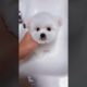 Most Cutest Puppy Best Puppies Videos So Adorable Puppies 32