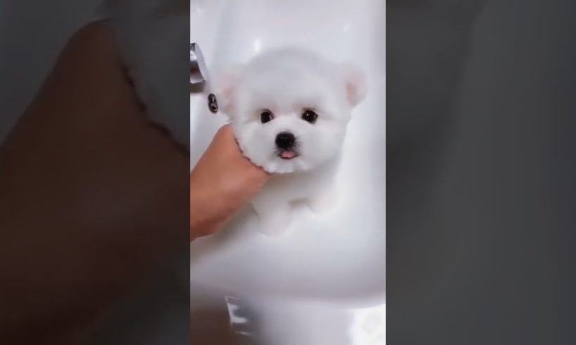 Most Cutest Puppy Best Puppies Videos So Adorable Puppies 32