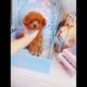 Most Cutest Puppy Best Puppies Videos So Adorable Puppies 4