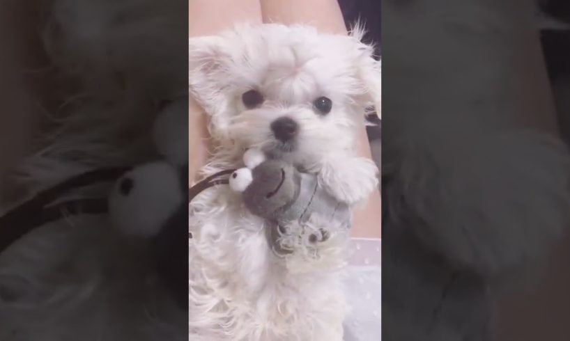 Most Cutest Puppy Best Puppies Videos So Adorable Puppies 57