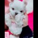 Most Funniest Maltese & Cutest Puppies Maltese  Best Puppies Videos 24