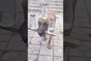 Most cutest puppies viral shorts #shorts #ytshorts #cute #puppies #viral videos