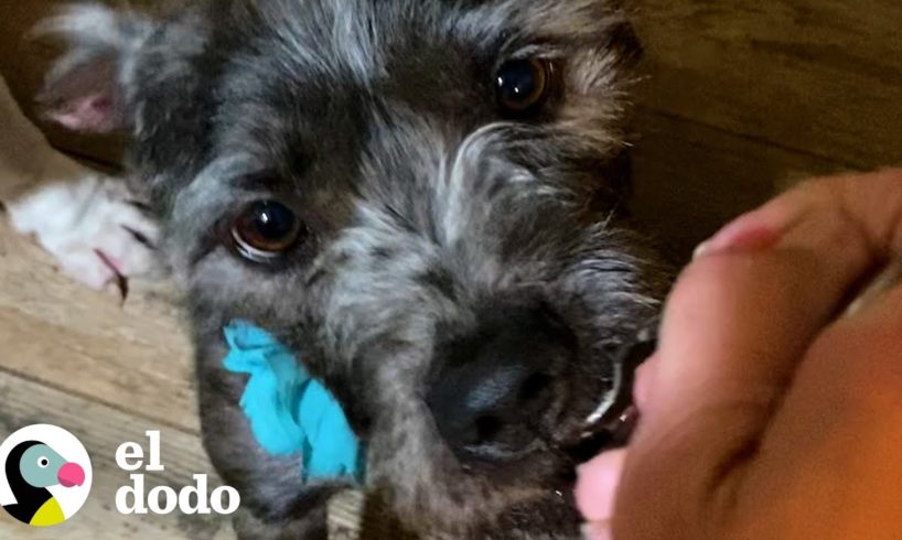 Mujer convence a chico para que le dé su perrita abandonada y sus cachorros | El Dodo