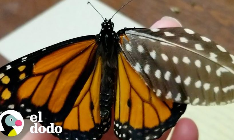 Mujer repara el ala rota de una mariposa con una pluma | El Dodo