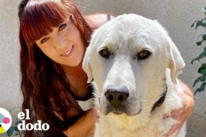 Mujer se gana la confianza de un perro salvaje gigante | El Dodo