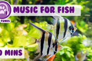 Music for Fish! Fish Tank Music.....We Love Pet Fish!, Fish Therapy, Aquarium Relax, Help My Fish