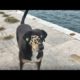 NO WAY ! !  Black Dog Can't Wait To Eat When he Sees Me Animal Rescue Video 2022