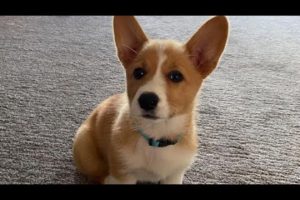 National Puppy Day: Celebrating with the cutest puppy pictures