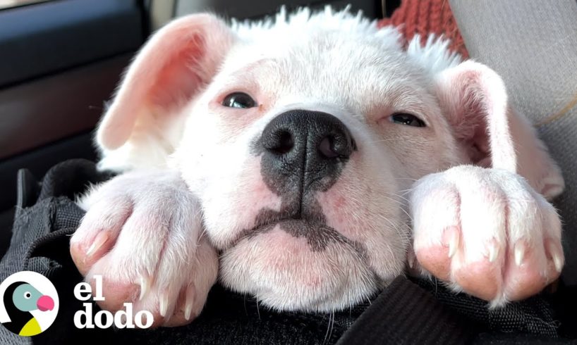 Niña de 2 años convence a su mamá para que adopte un cachorro sordo | El Dodo