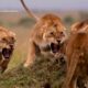 No Rules. No Referees. | Animal Fight Club - Jungle Mein Dangal | Starts 29 June 8 PM | Nat Geo Wild
