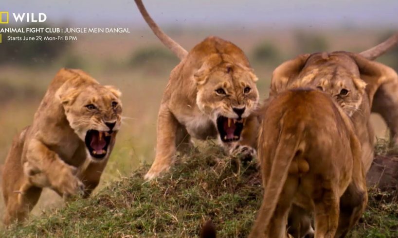 No Rules. No Referees. | Animal Fight Club - Jungle Mein Dangal | Starts 29 June 8 PM | Nat Geo Wild