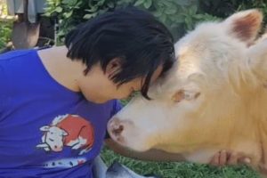 No one liked this cow. So he went interspecies.