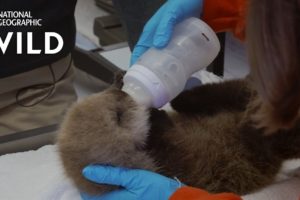 Nursing a Sea Otter Pup Back to Health | Alaska Animal Rescue