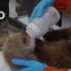 Nursing a Sea Otter Pup Back to Health | Alaska Animal Rescue