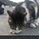 OMG ! ! Poor CAT RESCUED Just in Time! Feeding Abandoned Stray Cat And Animal Rescue