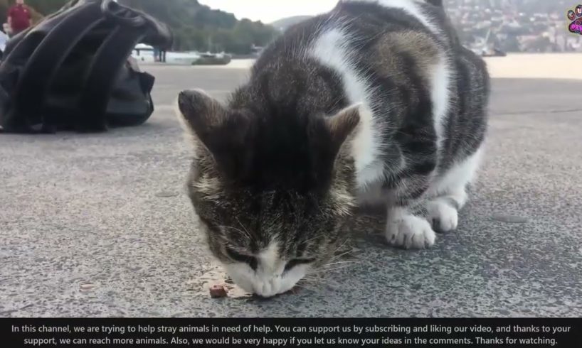 OMG ! ! Poor CAT RESCUED Just in Time! Feeding Abandoned Stray Cat And Animal Rescue