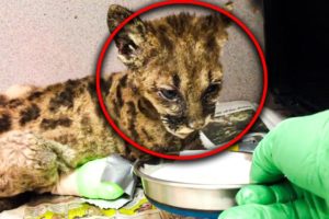 Oakland Zoo Rescues And Rehabilitates A “Feisty” Starving Mountain Lion Cub