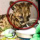 Oakland Zoo Rescues And Rehabilitates A “Feisty” Starving Mountain Lion Cub