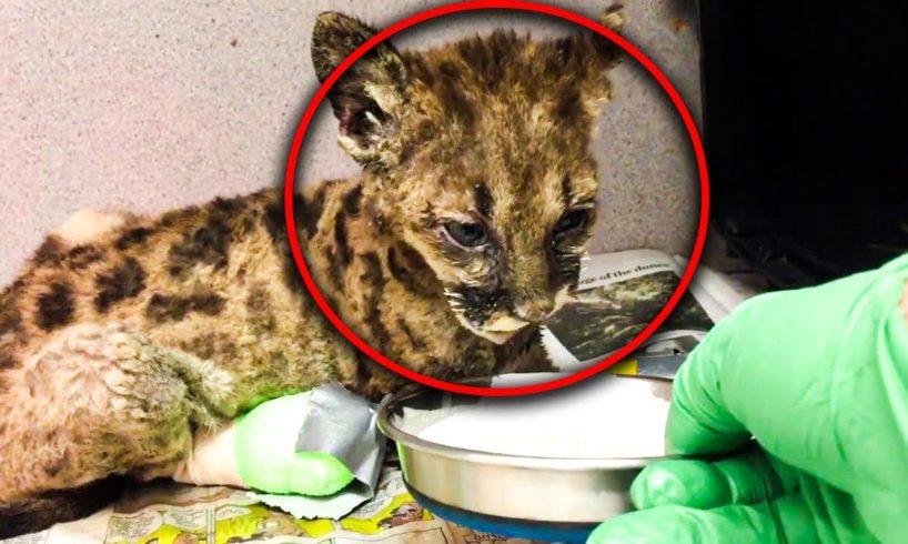 Oakland Zoo Rescues And Rehabilitates A “Feisty” Starving Mountain Lion Cub