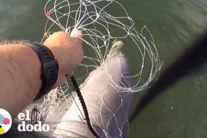 Oficial de policía rescata a un bebé delfín atrapado en una red | El Dodo