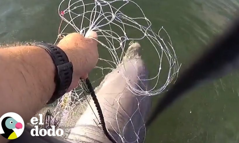 Oficial de policía rescata a un bebé delfín atrapado en una red | El Dodo