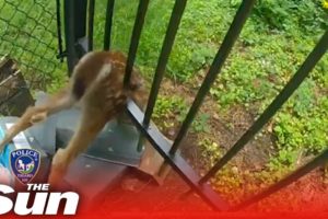 Oregon cop rescues baby deer stuck in fence #Shorts