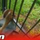 Oregon cop rescues baby deer stuck in fence #Shorts