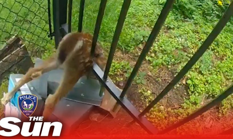 Oregon cop rescues baby deer stuck in fence #Shorts