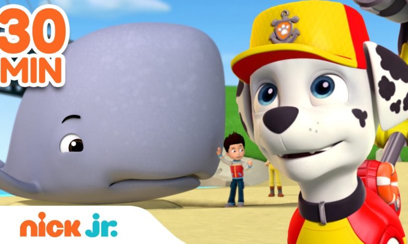 PAW Patrol Beach Animal Rescues & Adventures! | 30 Minute Compilation | Nick Jr.